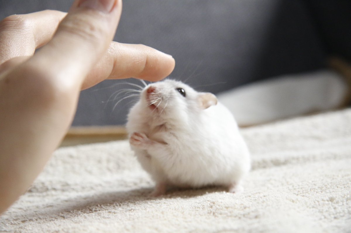 鼻タッチする主の手に届かない短い手 