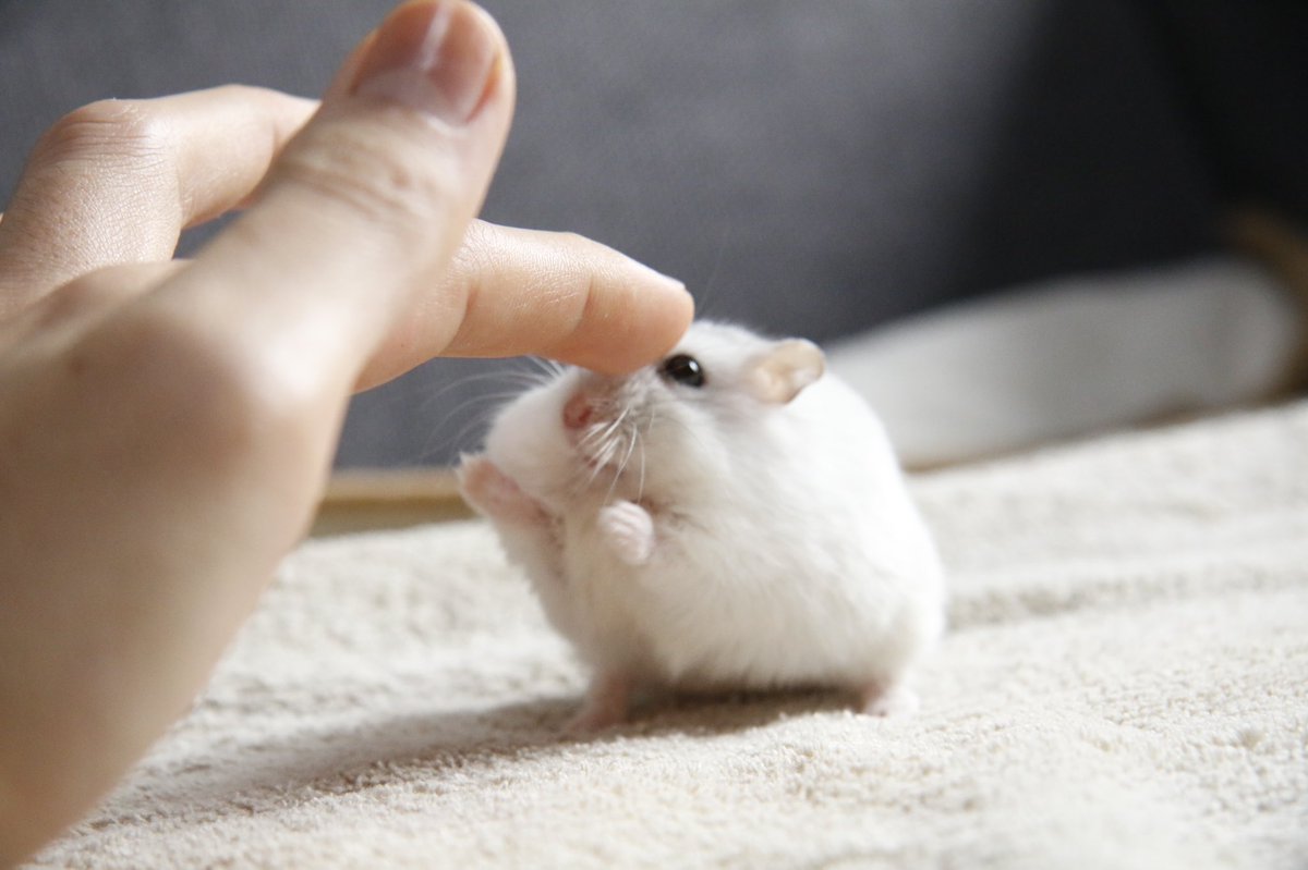 鼻タッチする主の手に届かない短い手 