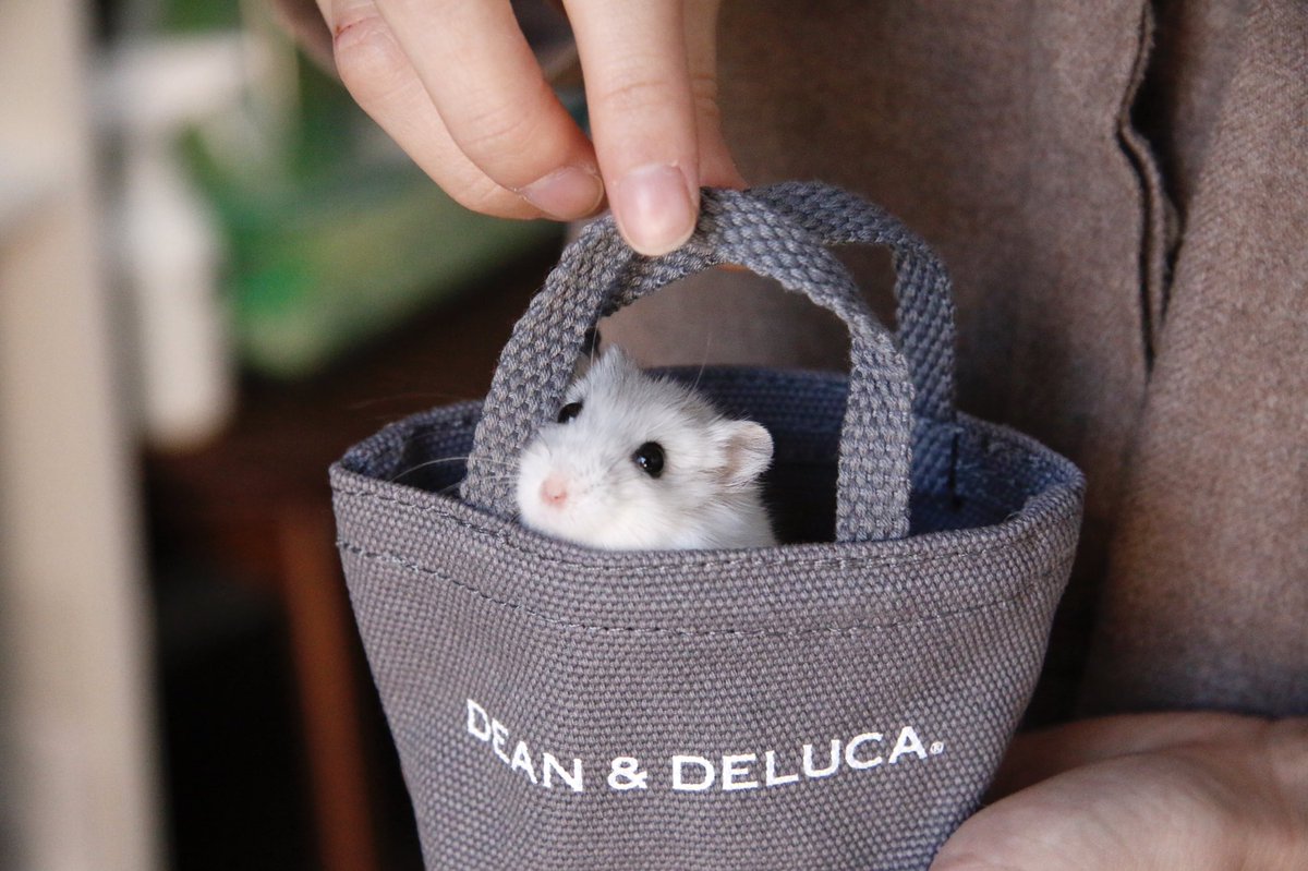 ハムスター用お出かけカバン🧳🐹 