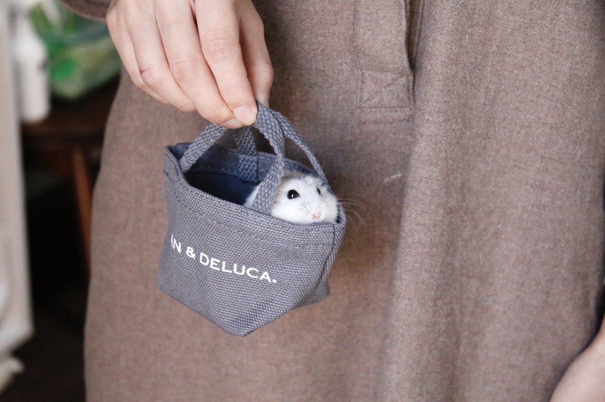 ハムスター用お出かけカバン🧳🐹 