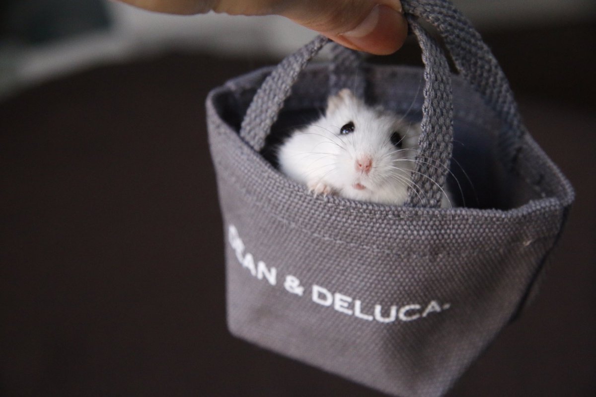 ハムスター用お出かけカバン🧳🐹 