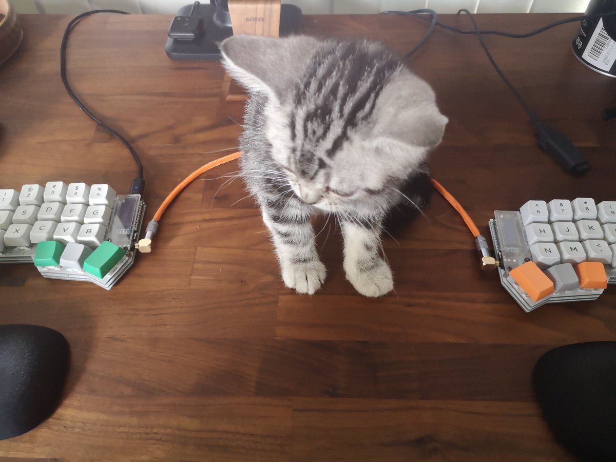 左右分割キーボードには多くの利点がありますが、中でもよく知られているのは間に猫が置けるということです 