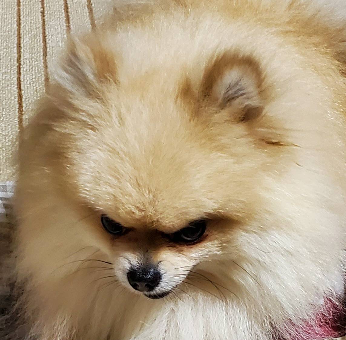 嫁の実家のポメはなんでこう目付きが鋭いんだろうか、完全に殺る気満々な面してやがんよ 