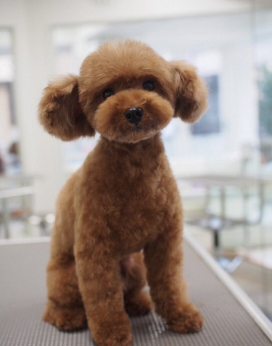 犬さんのトリミングで、今回顔剃ってみますかという提案に軽いノリでOKしたらアリクイみたいな知らない犬が帰ってきた