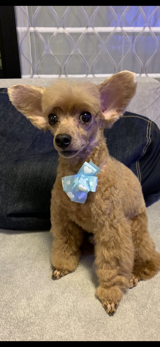 犬さんのトリミングで、今回顔剃ってみますかという提案に軽いノリでOKしたらアリクイみたいな知らない犬が帰ってきた