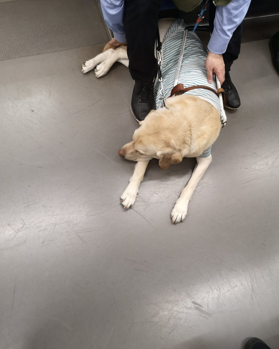 会社帰りに電車の中で良く会う盲導犬の子で席を譲るのは当たり前なんだけどいつもこの状態で手を投げ出してるので 前に歩きスマホで乗り降りする奴が脚を踏んだんだよ