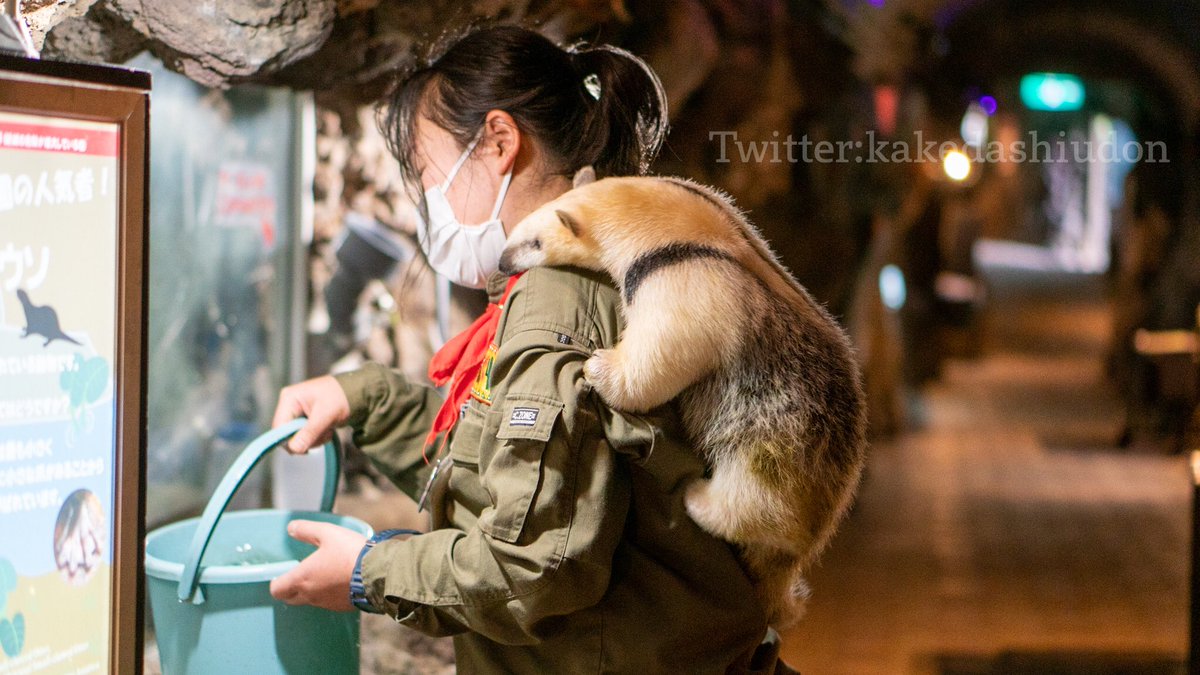 コツメカワウソの水槽にごはんをあげる飼育員さんを背中から見守るミナミコアリクイのあかちゃん  📸20210409 #伊豆シャボテン動物公園 #ミナミコアリクイ 