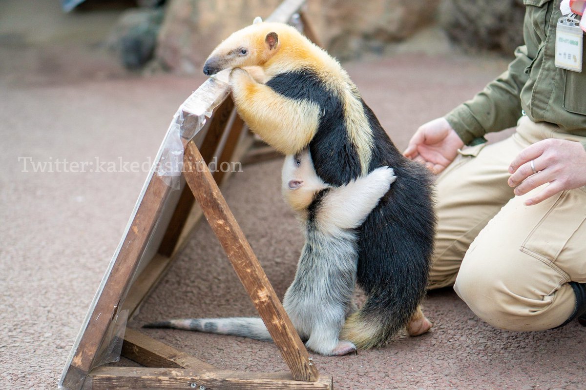 お兄ちゃんをぎゅってしてます  📸20210131 #伊豆シャボテン動物公園 #ミナミコアリクイ 