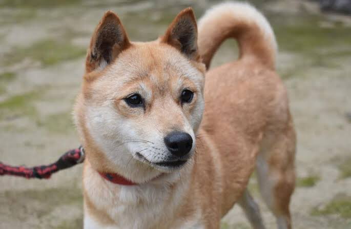 山陰柴犬という種類の柴犬を教えてもらったのですが