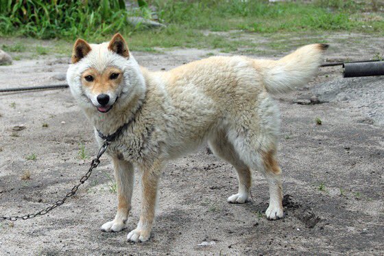 山陰柴犬という種類の柴犬を教えてもらったのですが
