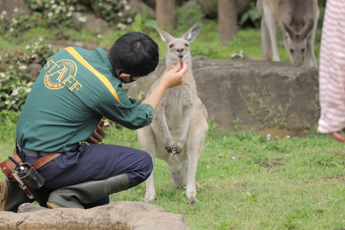 お口のチェック中…… されるがままの信頼関係…かわいい…  #金沢動物園 #オオカンガルー 