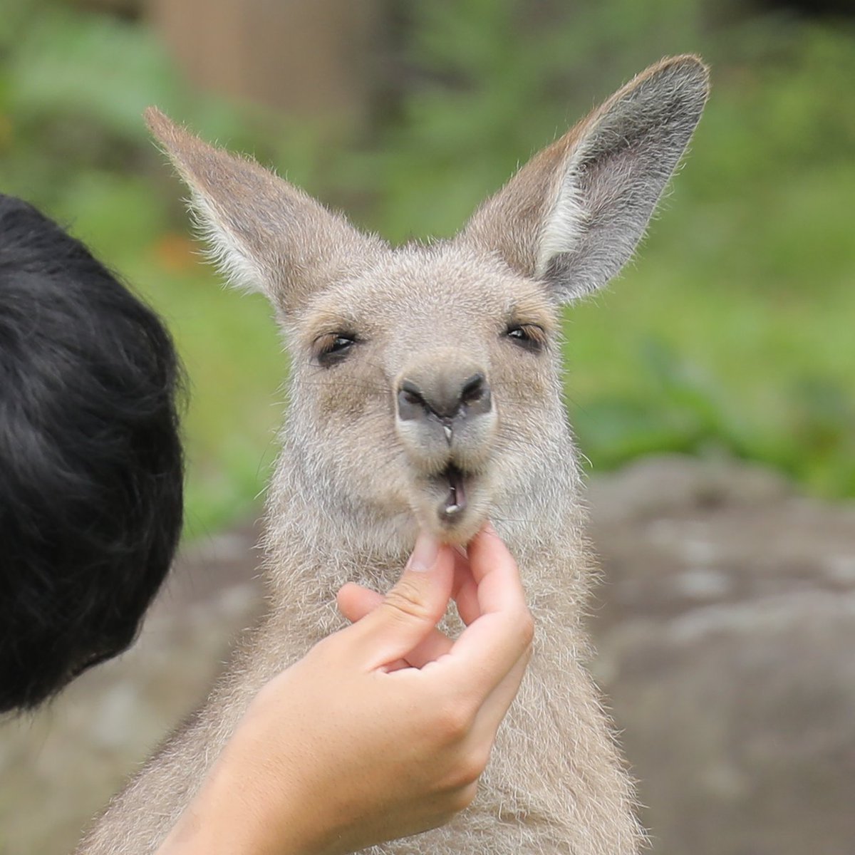 お口のチェック中…… されるがままの信頼関係…かわいい…  #金沢動物園 #オオカンガルー 