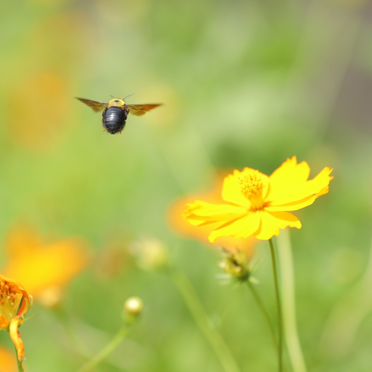 総額50万（定価）の機材を使い、3年の修行を積んだ技術を用いることで撮影に成功した「クマバチちゃんのおしり」です🐝 