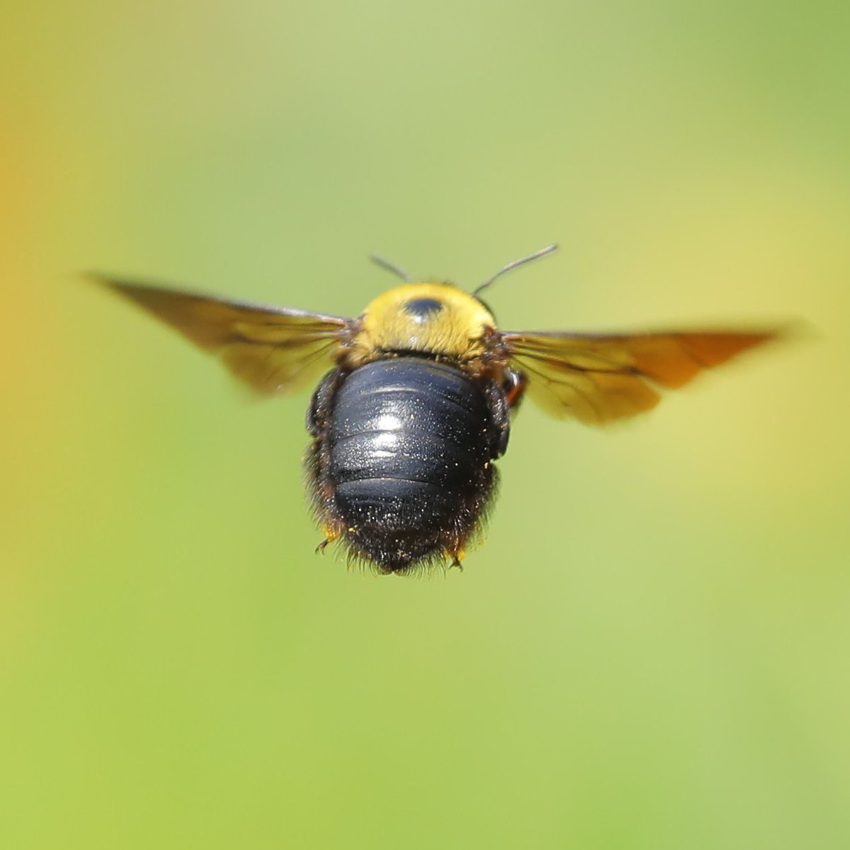 総額50万（定価）の機材を使い、3年の修行を積んだ技術を用いることで撮影に成功した「クマバチちゃんのおしり」です🐝 