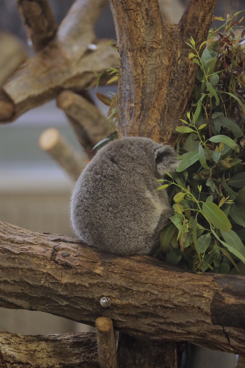 たぶん、コアラ。 