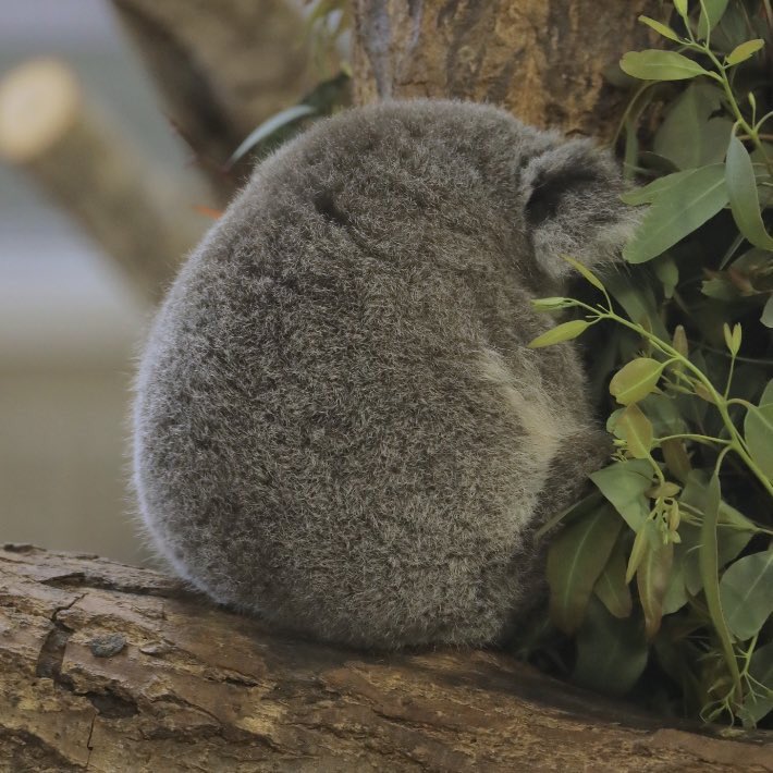 たぶん、コアラ。 