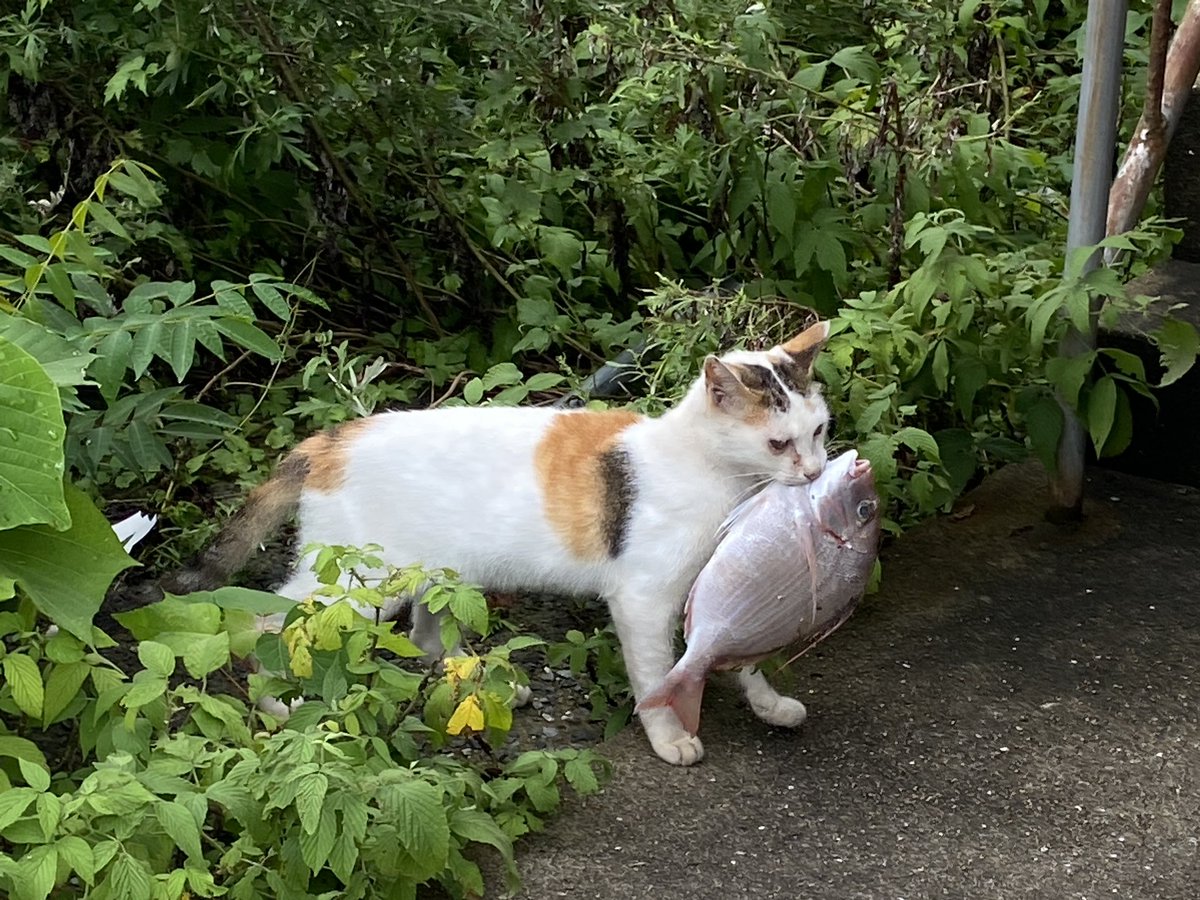 旦那から突然送られてきた写真(@西泊) 