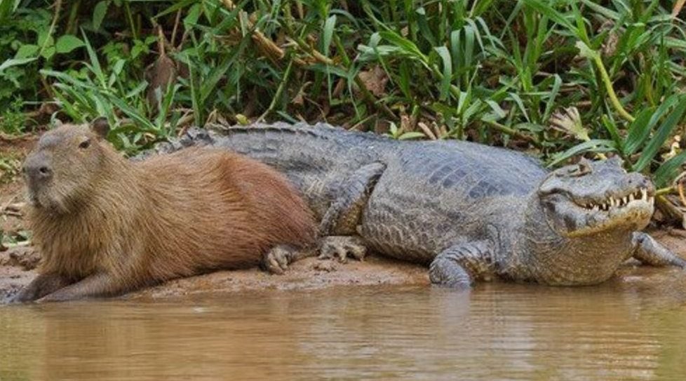 お釈迦カピバラ 