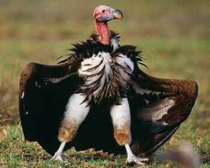 ハゲタカの脚が予想以上にセクシーだった。 