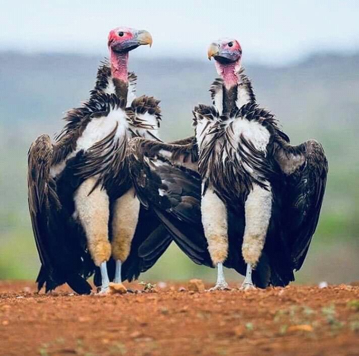 ハゲタカの脚が予想以上にセクシーだった。 