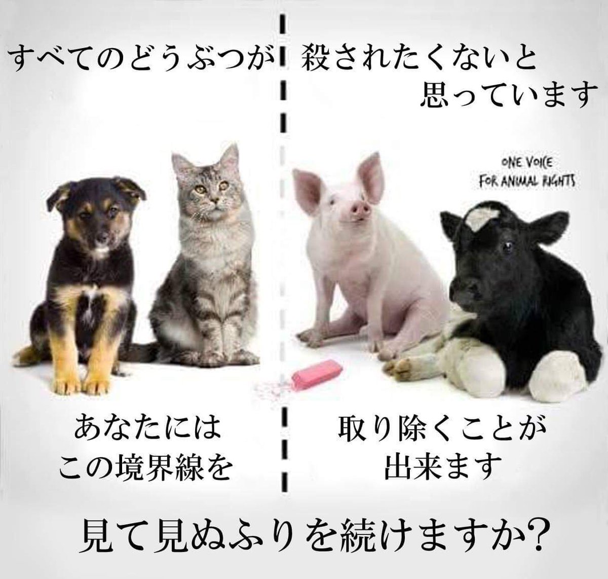韓国で犬食ってみたいし中国で猫食える所があるらしい