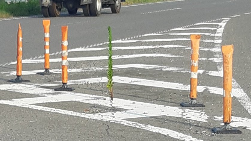 これは自分のことをポールコーンだと思い込んでる雑草 
