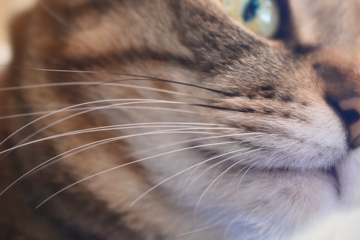 猫のヒゲは縁起物と云われ、ヨーロッパでは恋愛運、日本では金運に良いとされているのだとか