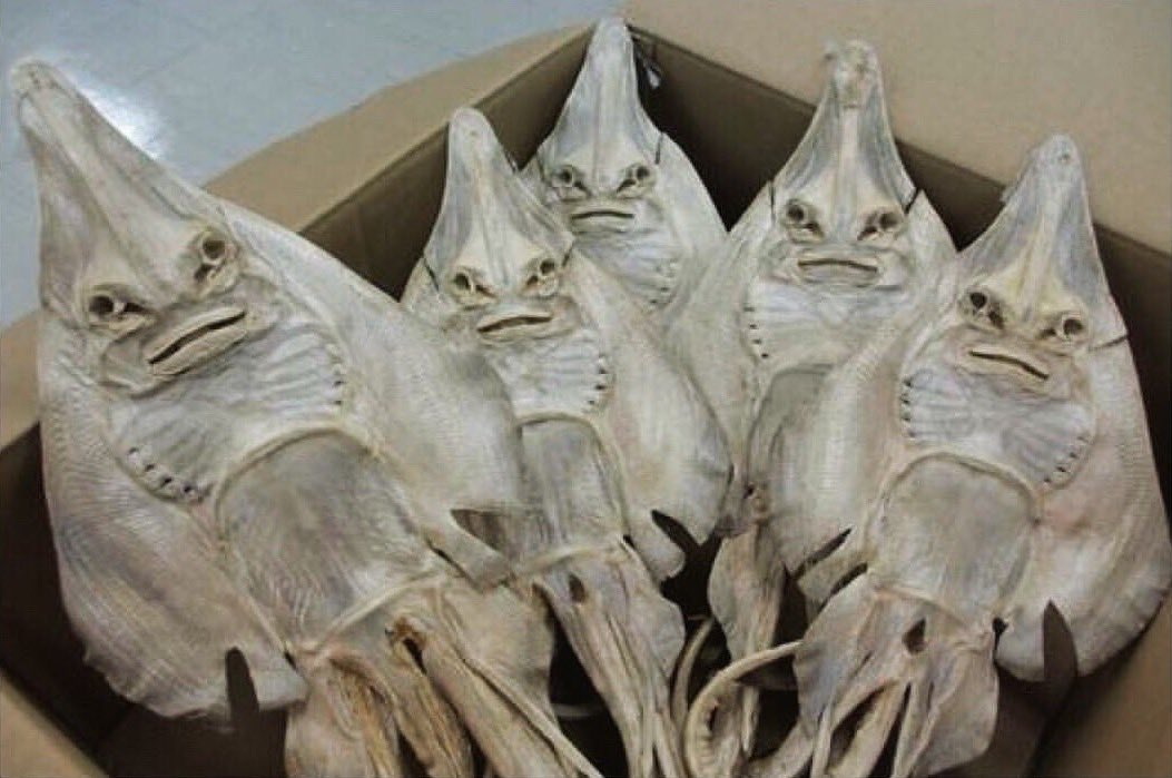 友達だと思ってた人間に裏切られ、殺されたエイの怨念が凄まじい 