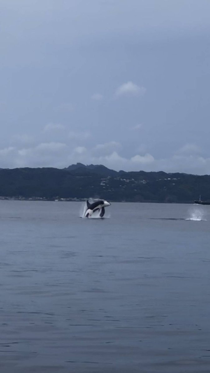 東京湾にもシャチ来るんだ 