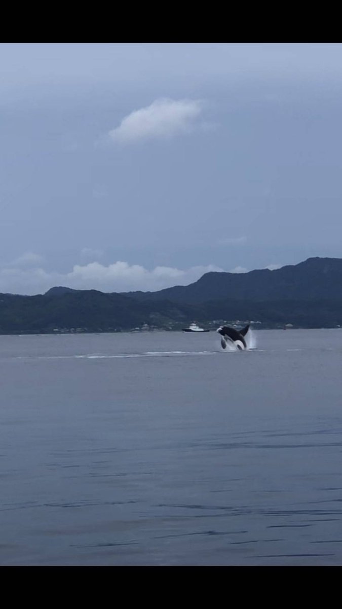 東京湾にもシャチ来るんだ 