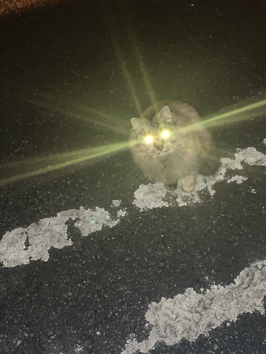 なんか視線感じると思ったらぬこに見られてた🐈 強そうな写真撮れたw 