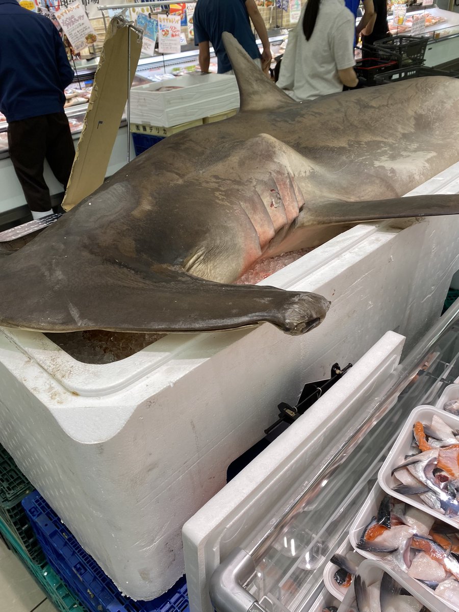 三田のスーパーの魚コーナーにシュモクザメ(ハンマーヘッドシャーク)売ってるんやけど…😳 