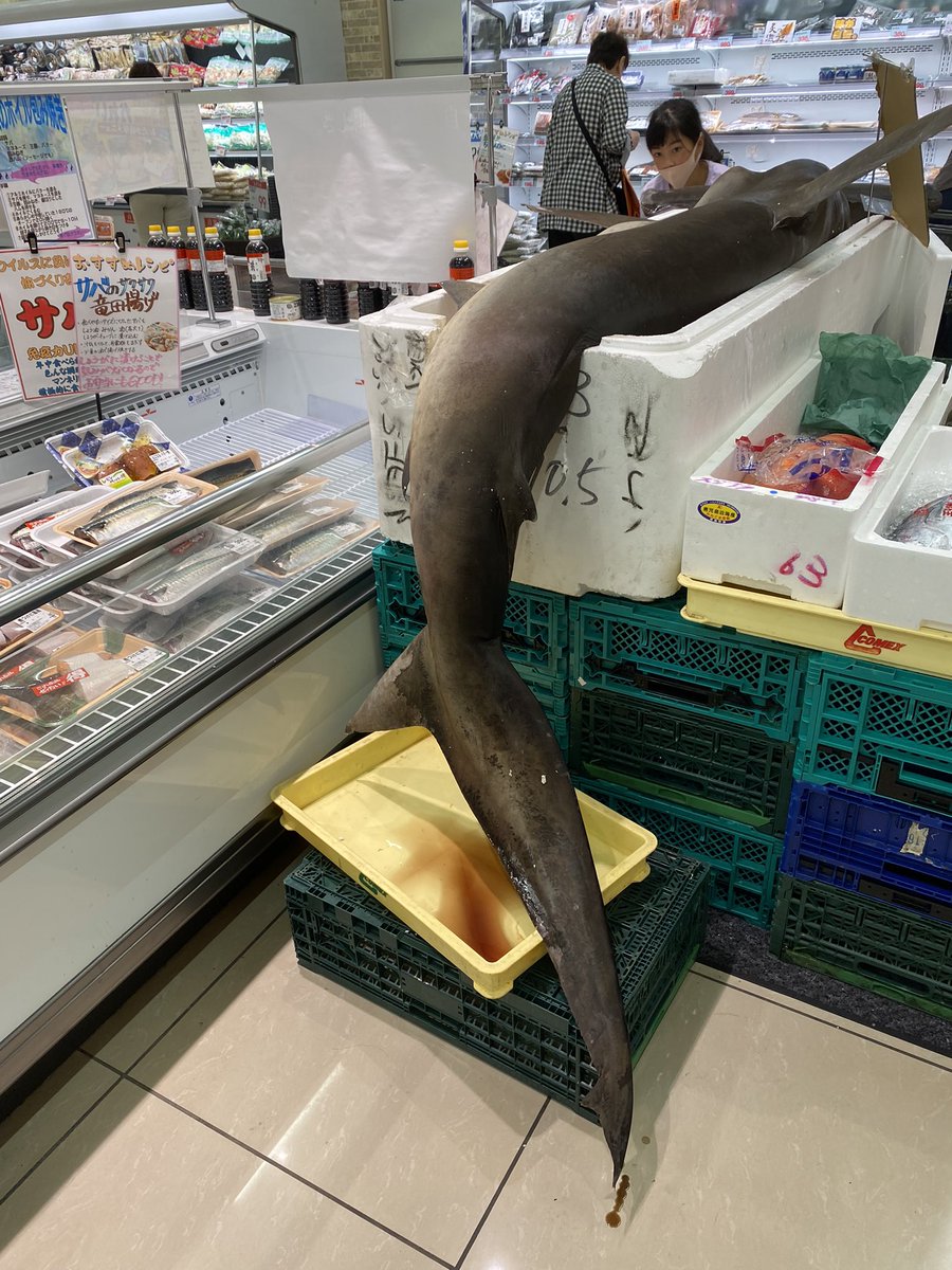 三田のスーパーの魚コーナーにシュモクザメ(ハンマーヘッドシャーク)売ってるんやけど…😳 