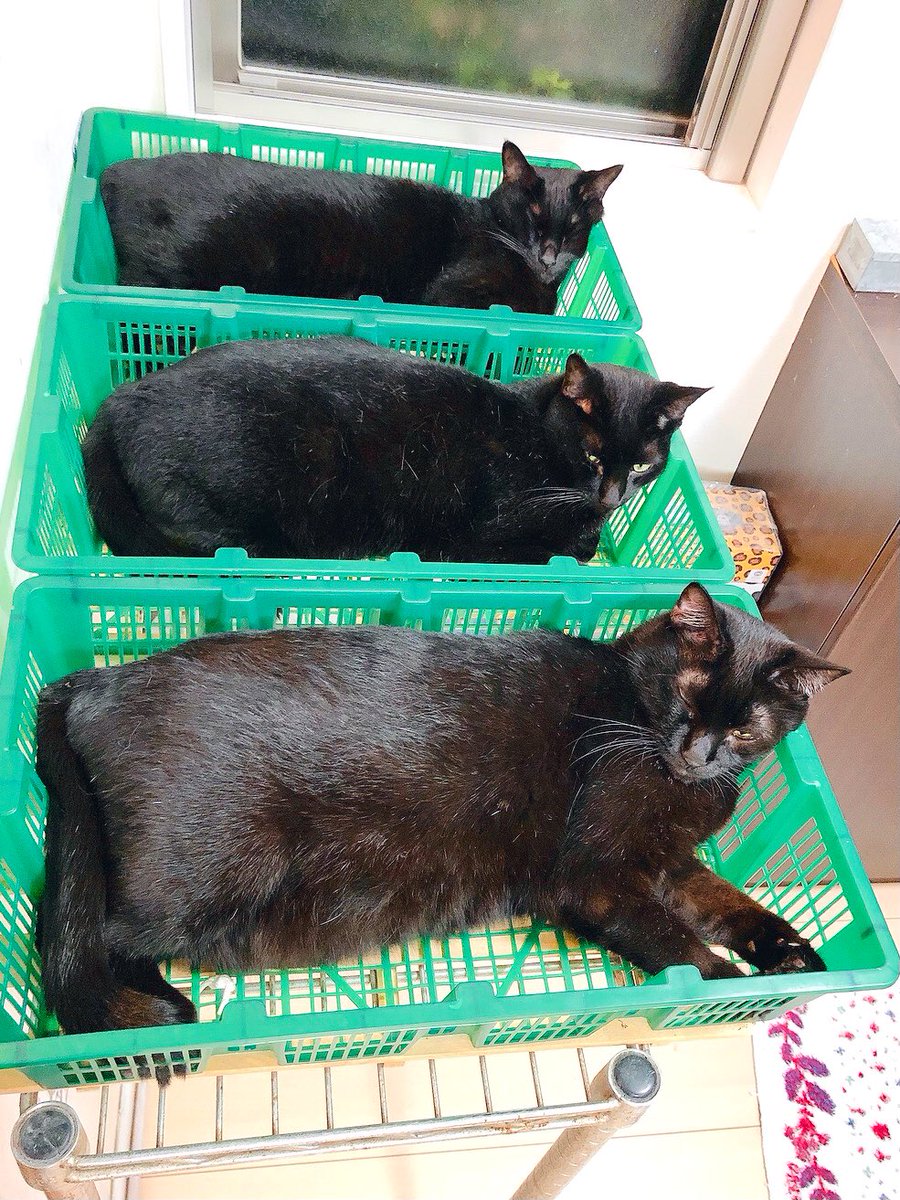 本当に、出荷待ちしてるんじゃないかっていうくらい揃ってる