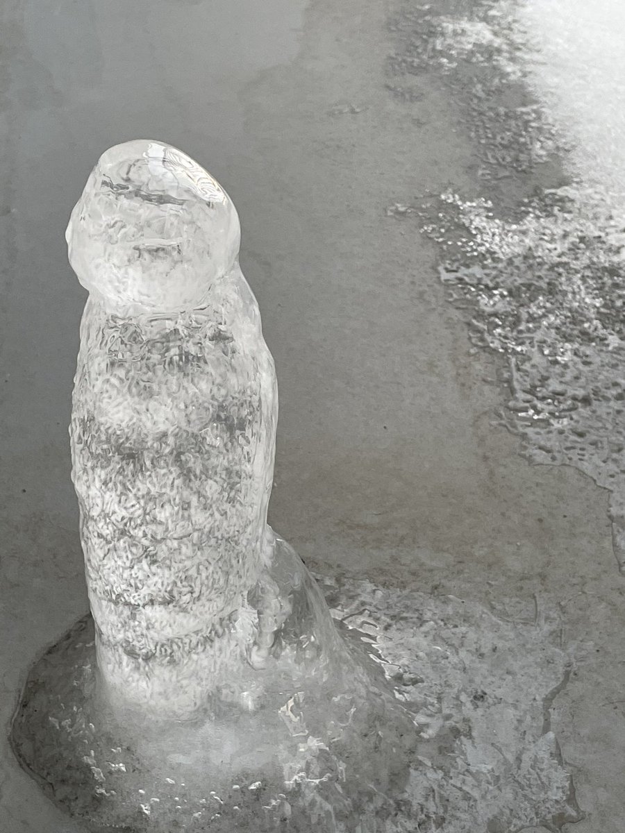 なんか、うちのベランダにはえてた 