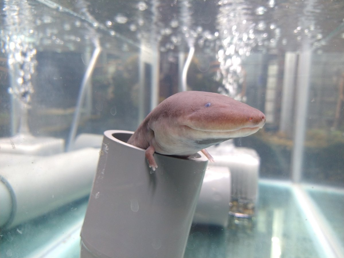 塩ビ管を入れてからのうな次郎はあざとかわいい 