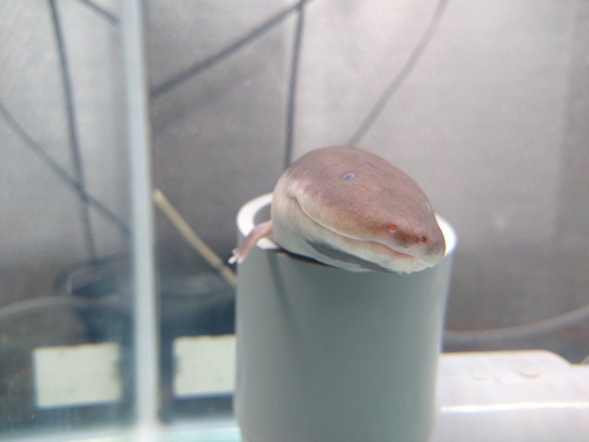 塩ビ管を入れてからのうな次郎はあざとかわいい 