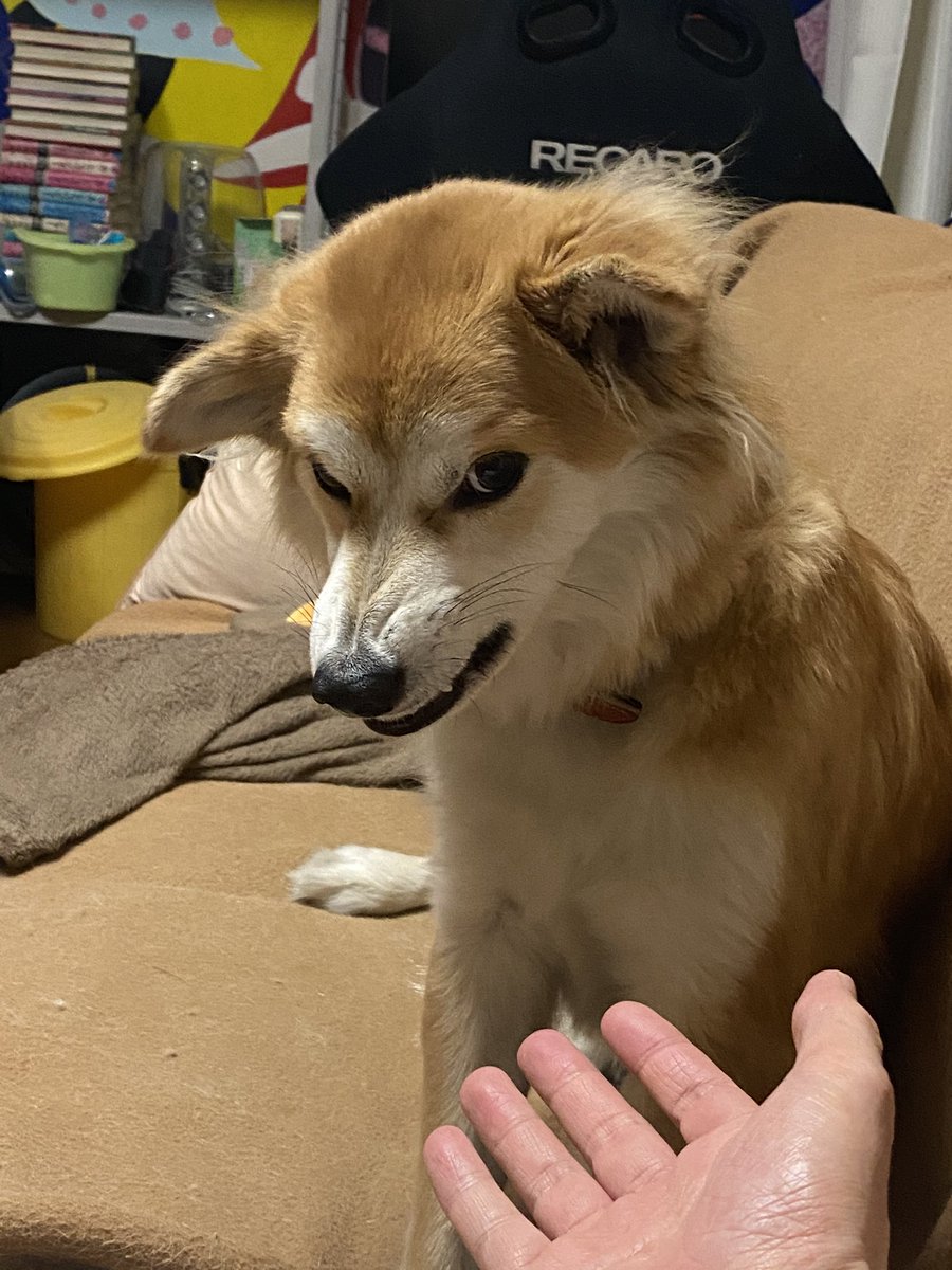 すっかり懐いたイッヌ🐶 