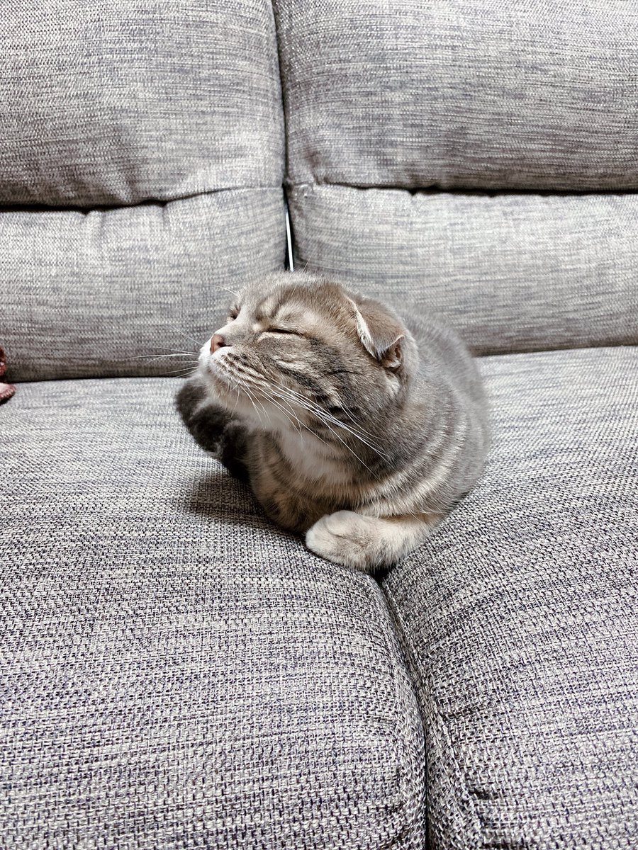 撫でてる時 ↓ まだ撫でられてると思ってる時 ↓ 気付いた時 