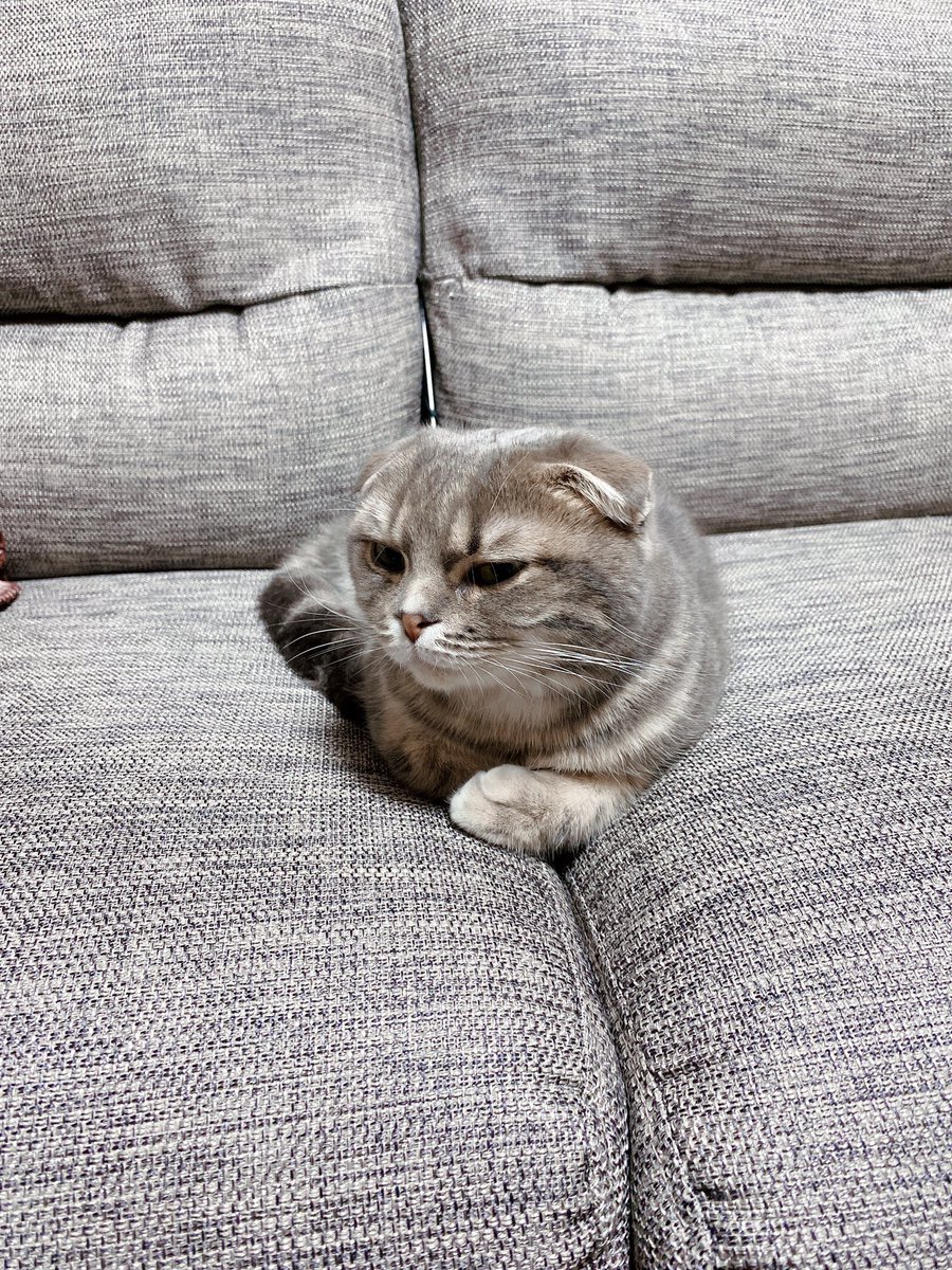 撫でてる時 ↓ まだ撫でられてると思ってる時 ↓ 気付いた時 