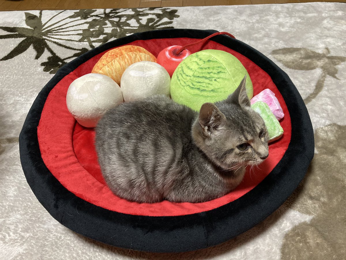 フェリシモで買った猫用あんみつベッドどちゃくそ可愛い 