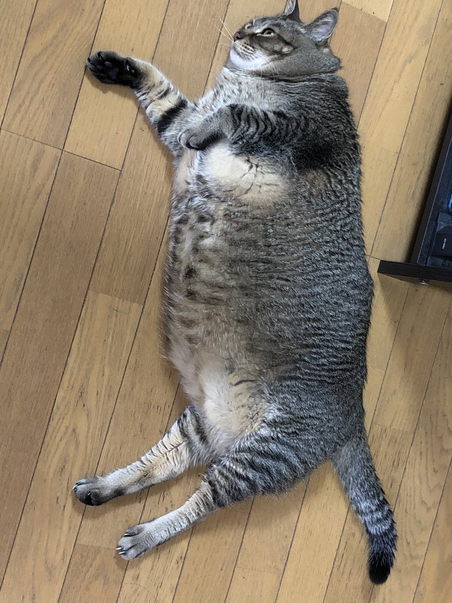 キミ、本当にネコか？ 