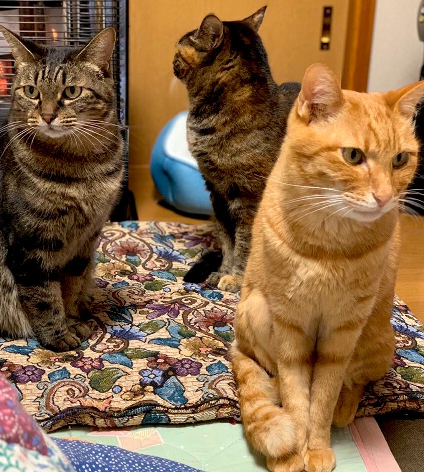 うちの猫もガンダムSEEDみたいになってる時あったwww 