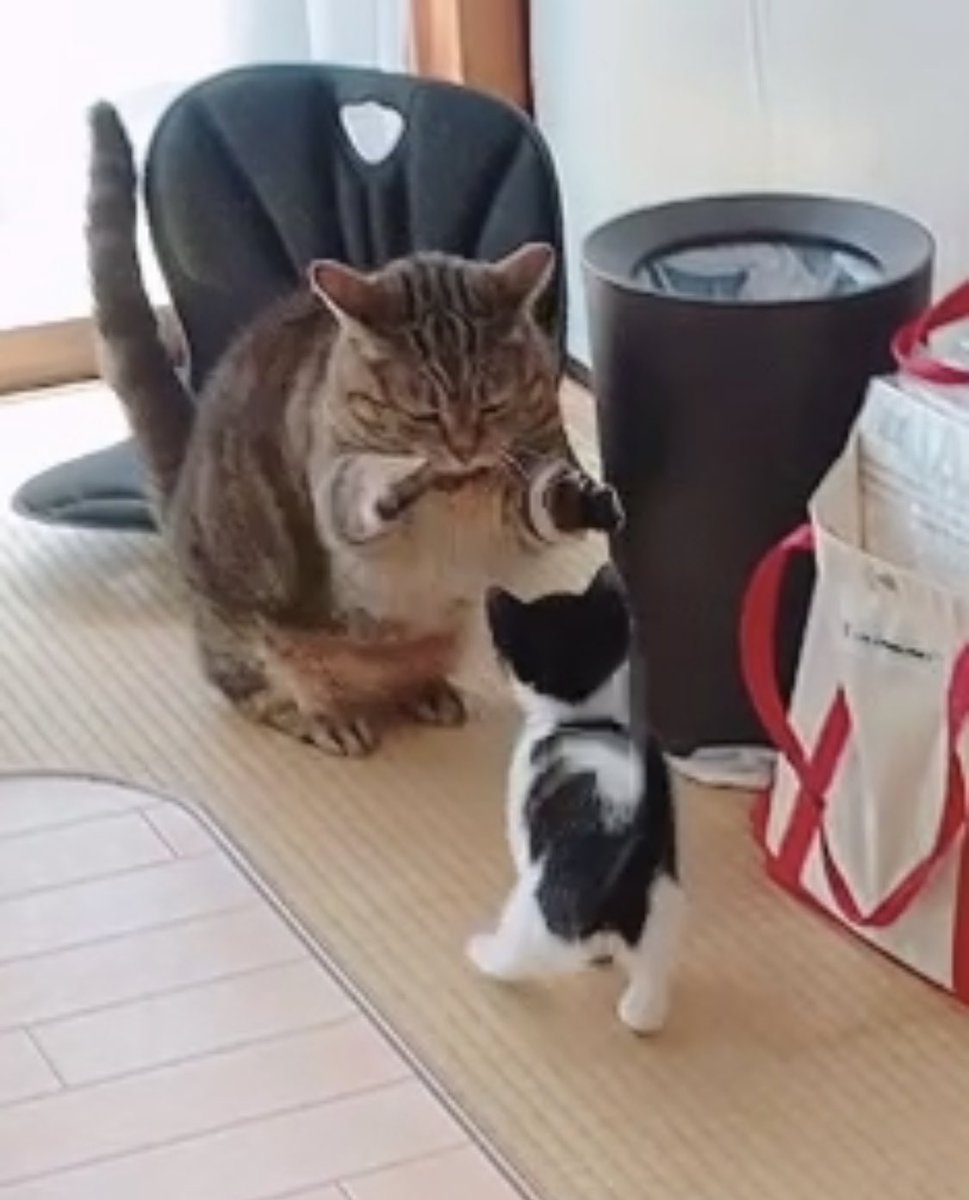 ちぃちゃんに何度も怒られてるのにこりずにちょっかい出してる 