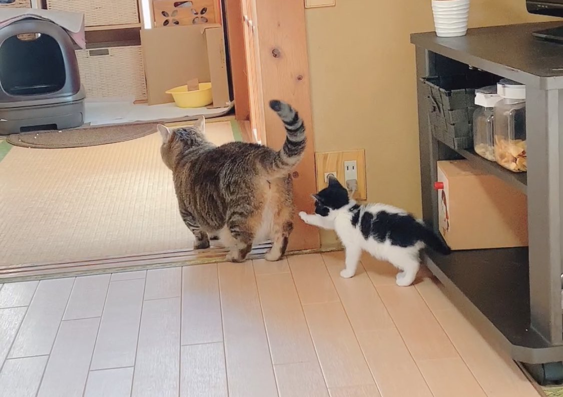 ちぃちゃんに何度も怒られてるのにこりずにちょっかい出してる 