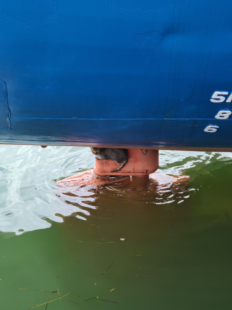 保安庁に連絡しても対処出来ん、 消防に連絡しても対処出来ん、 キリン海に飛び込みます(*｀･ω･)ゞ 