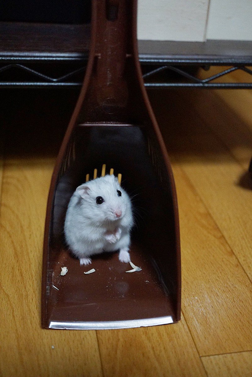 散歩中に突然みるくが行方不明になり、どれほど探しても見つからず、運動オンチなのにまさかと思いながらカーテンを全部はずしてレールを確認してもおらず、泣きそうになりながら床掃除しようとしたら 快適な個室だったらしく出てきません