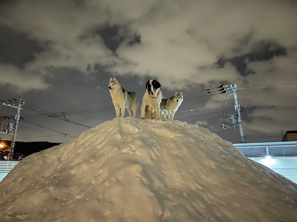 シベシアン・タカイトコロスキーのひとたちと 