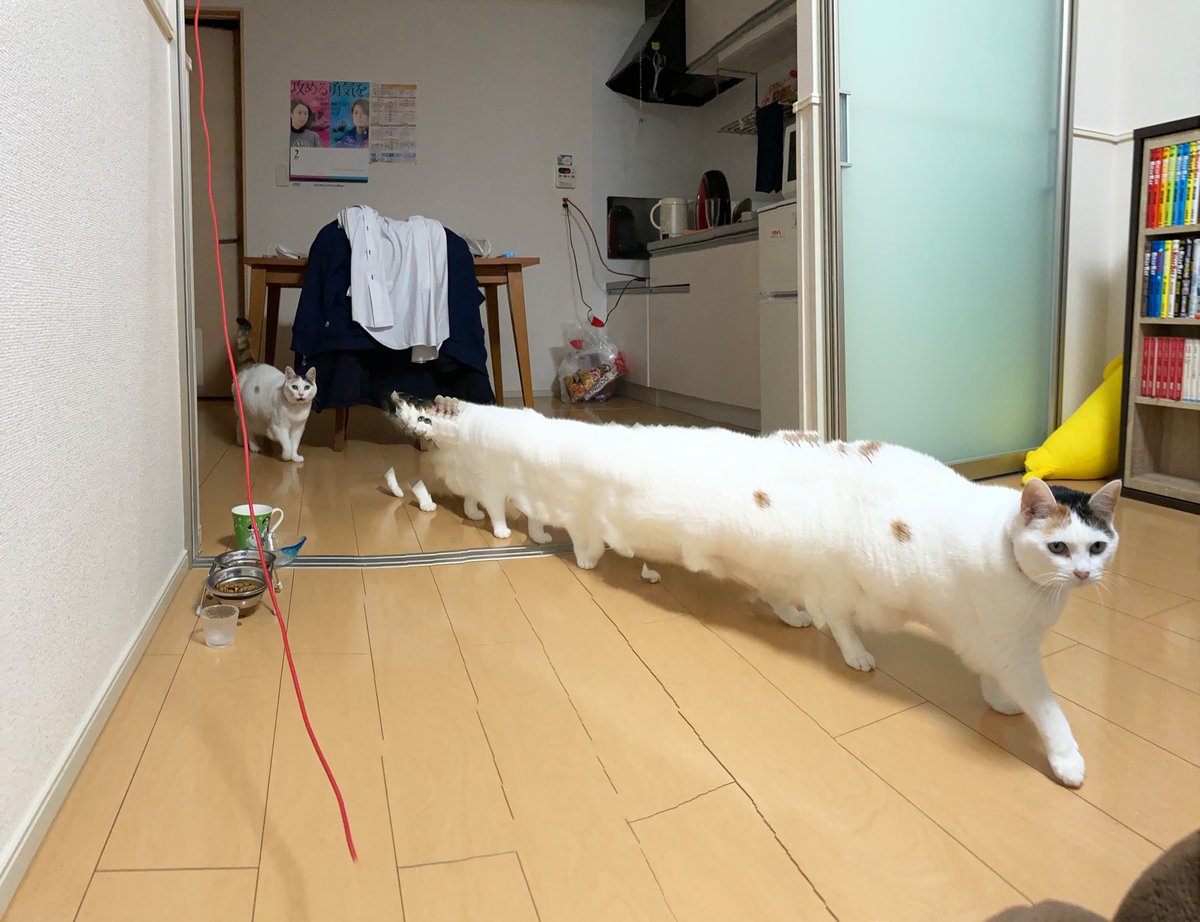 〝生物の次のステージ〟に突破したキキちゃん見て 