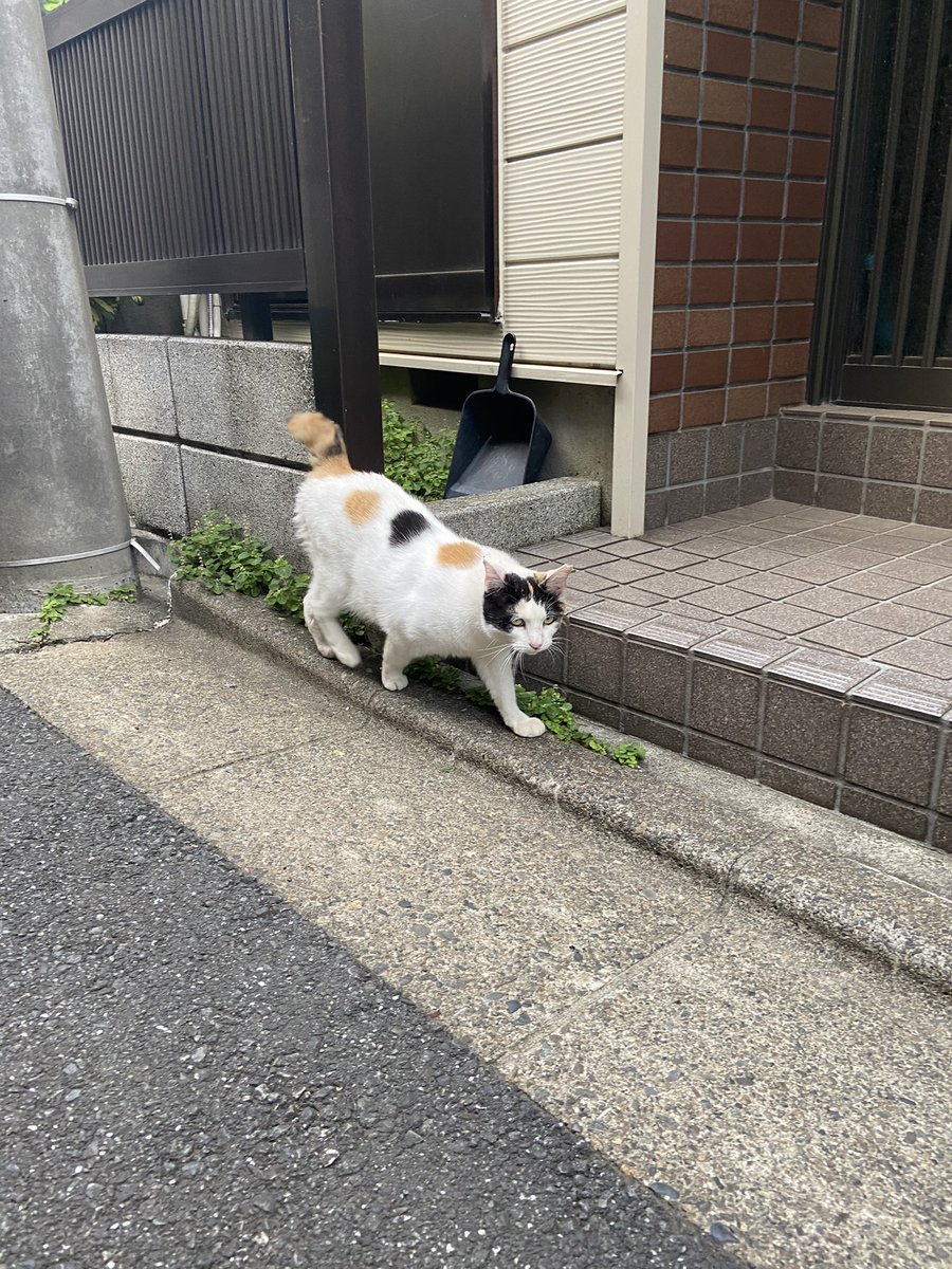 たしかにお団子みたいな柄がかわいい🍡 